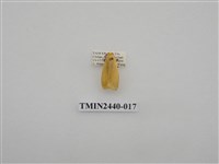 藏品(巨橙苔蛾)的圖片